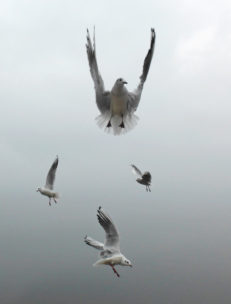  seagulls on a misty afternoon 