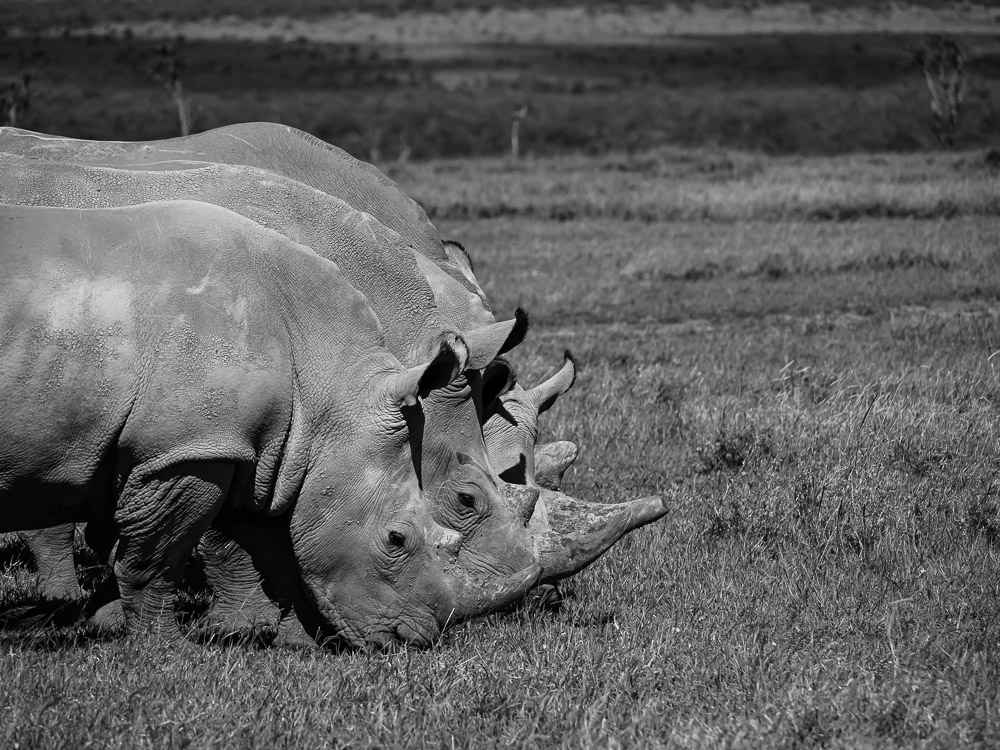 Rhinos in the north of Kenya