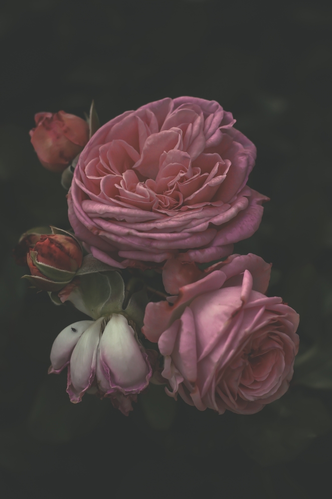 Old master's roses