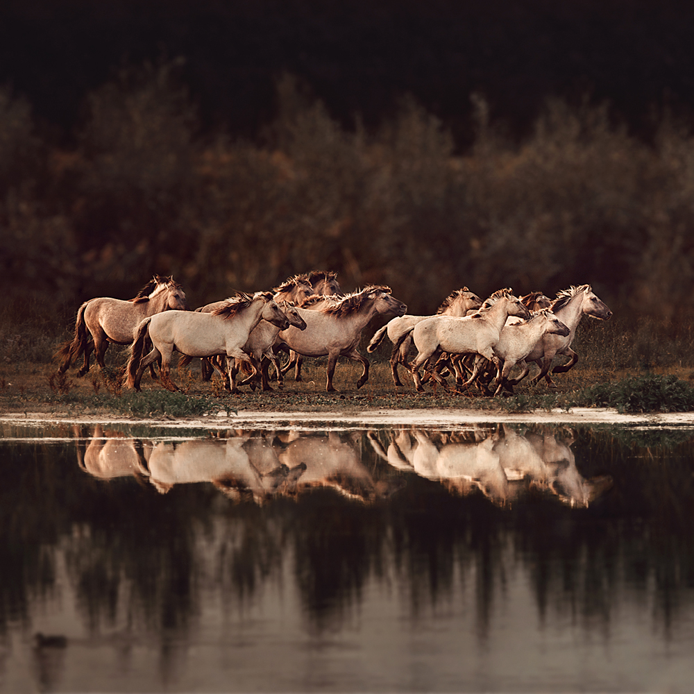 Wild Reflection