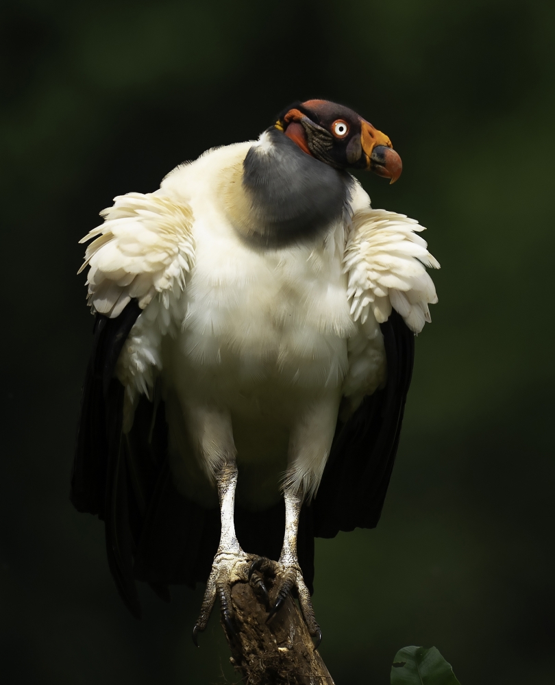 King vulture stand in proud