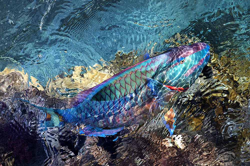 Parrotfish swimming between reflections.