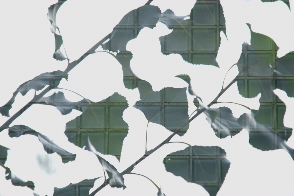 Glass leaves