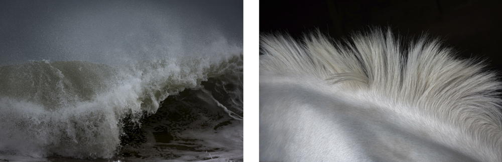 White Horses, Covid Dreams