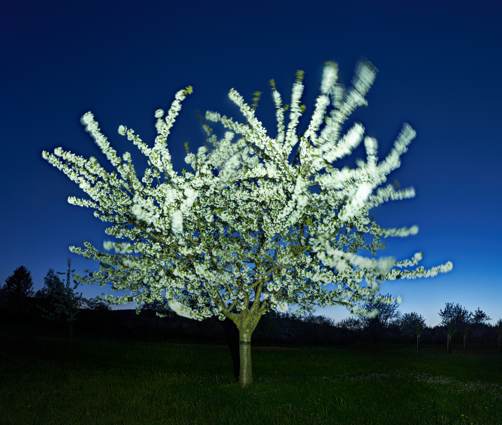 Flowering moving cherry tree at night