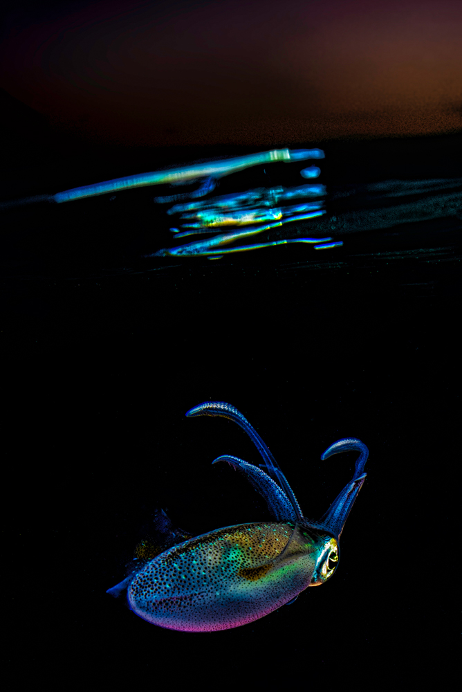 Sunset's squid