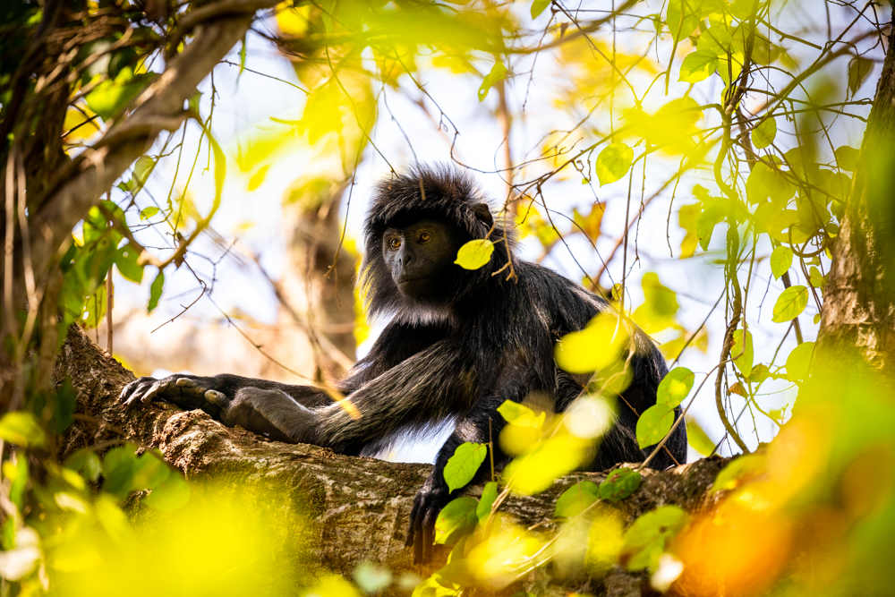 Wisdom Amidst the Leaves