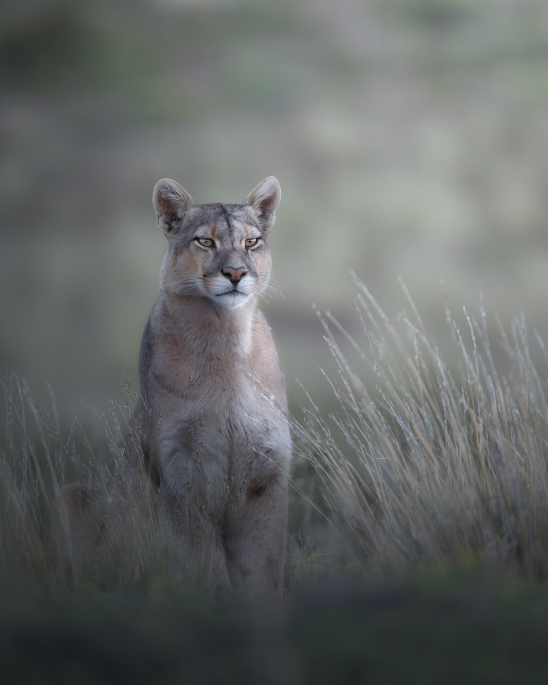  Chile, the Cougar is on the prowl