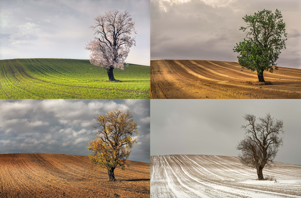 One year through the life of a lone almond tree