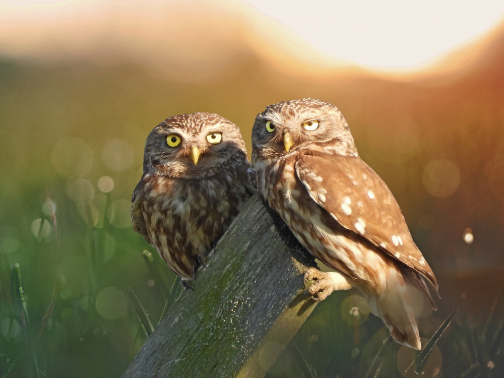 Little owls at sunset