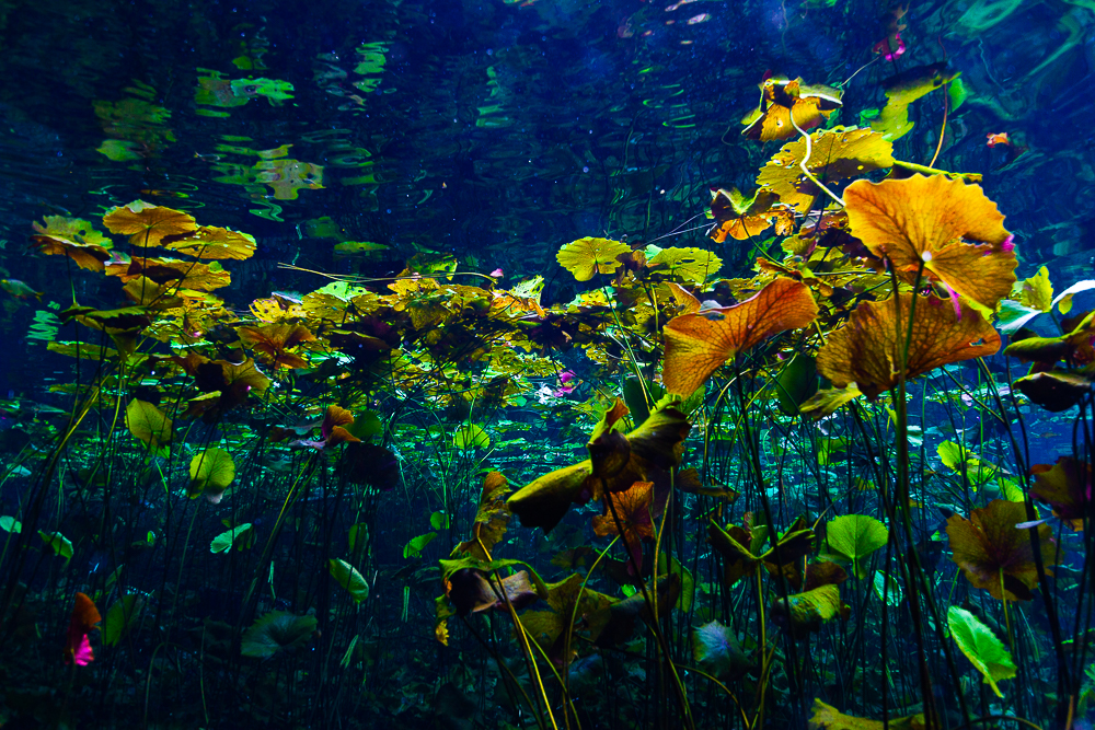 Underwater Garden
