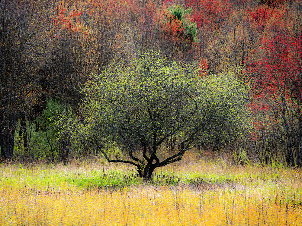 A Tree in a Meadow ... 