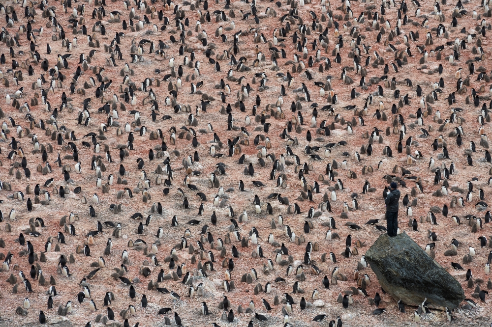 Penguin survey, Elephant Island