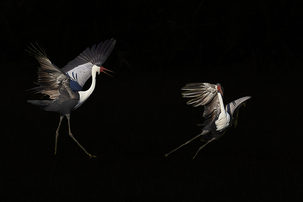 Wattled cranes courtship dance