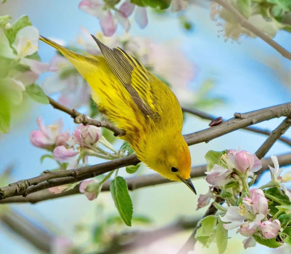 Yellow Warbler smelling crabapple tree blossoms  