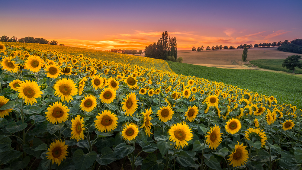 Sunflowers