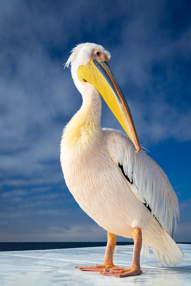 Shy Pelican