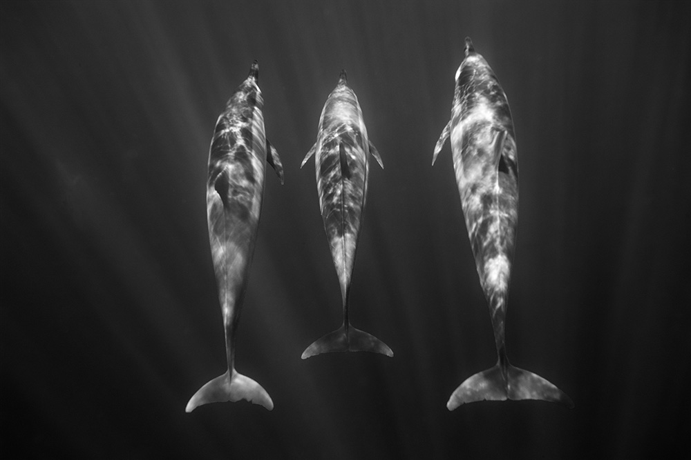 Dolphin Symmetry