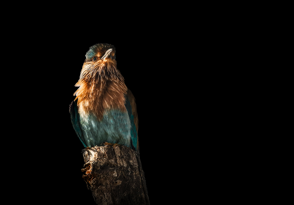 The Beauty of an Indian Roller