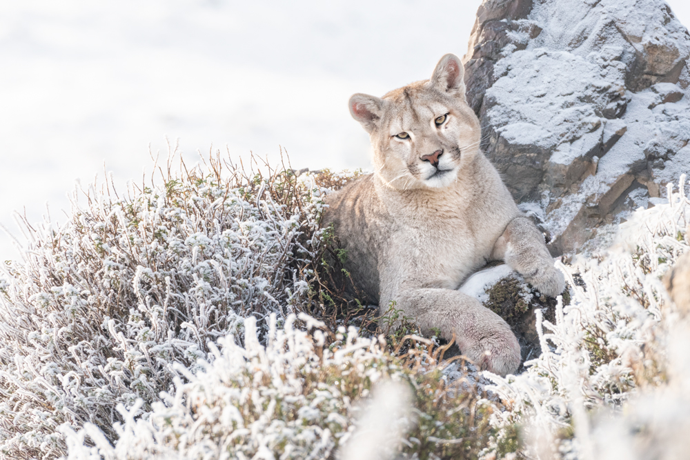 Cougar: Portrait of a Winter