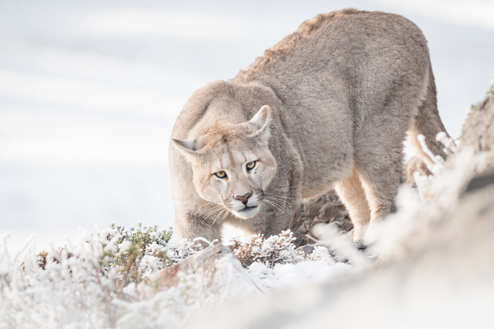 Cougar: Portrait of a Winter