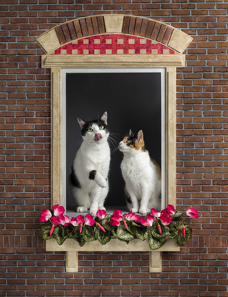 Dutch window and two cats