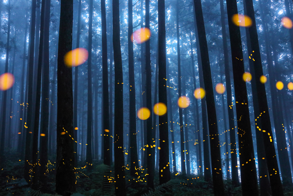 Misty fireflies