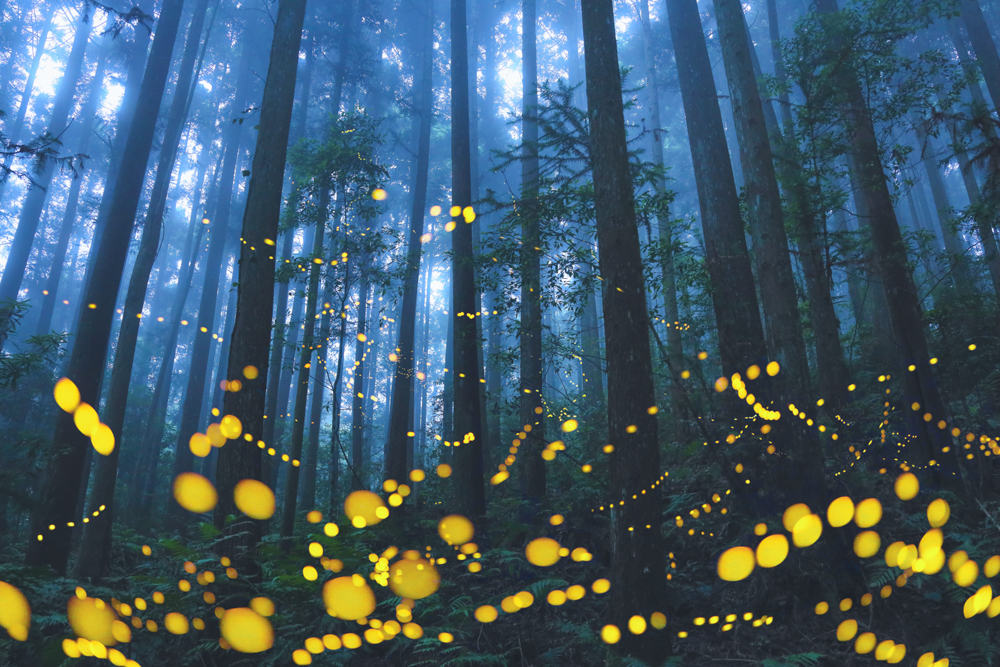 Misty fireflies