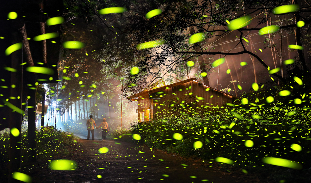 Fireflies flying