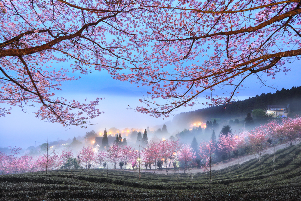 Cherry blossoms in the mist