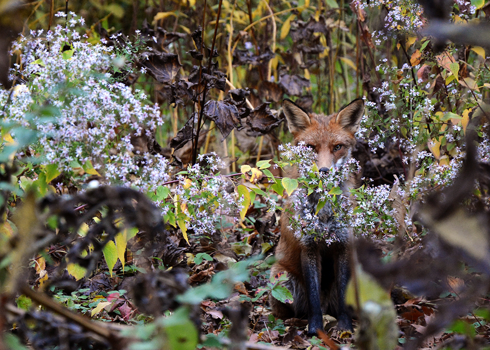 mysterious fox
