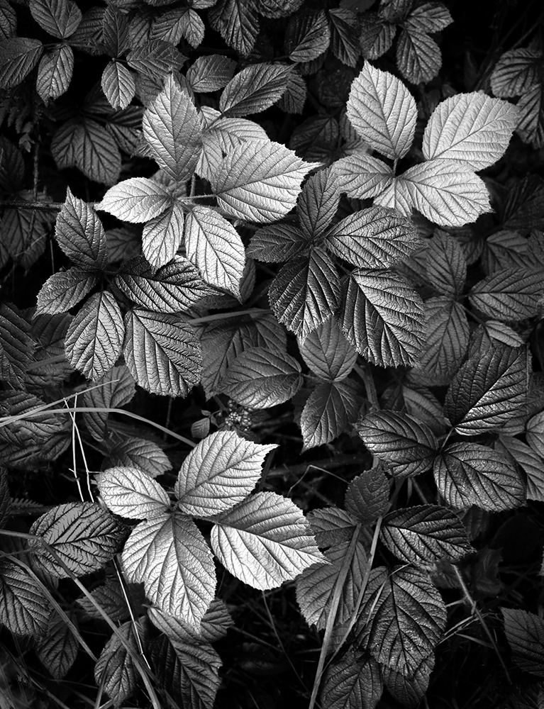 Leaves, Borrowdale, English Lake District