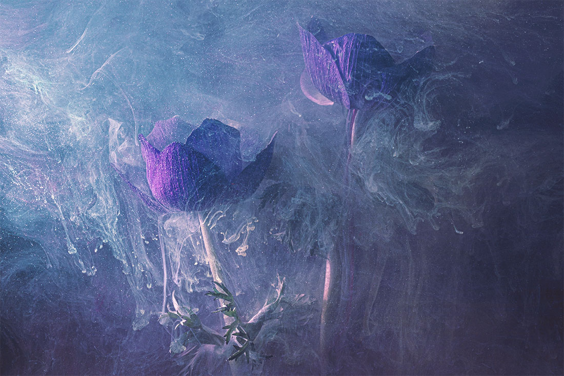 Ethereal Flower Portraits 