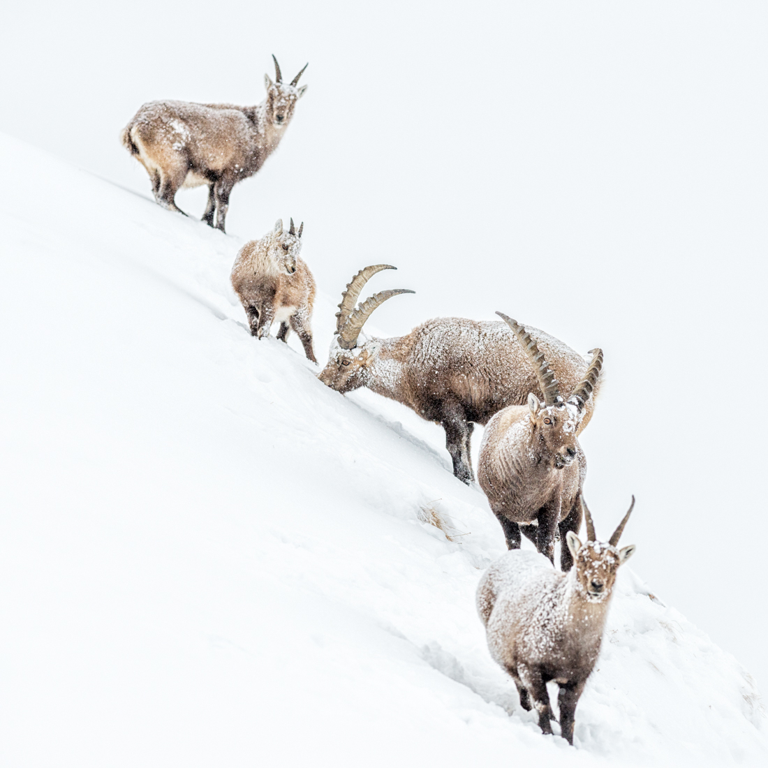 Alpine Ibex - Snow Series
