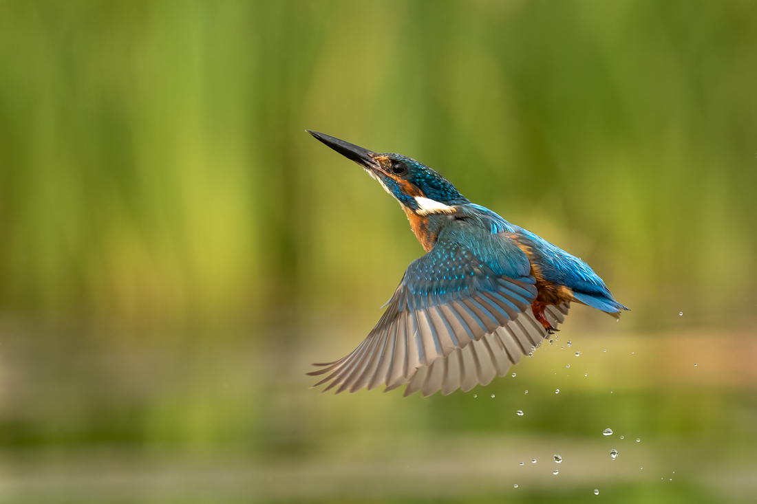 Kingfisher and water droplets