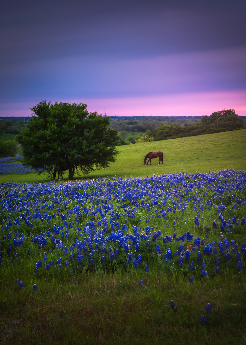 Once in blue moon - Texas bluebonnets