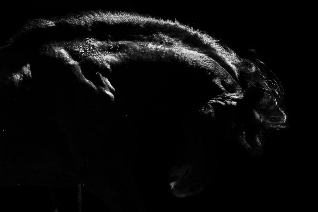 Midnight Stallions