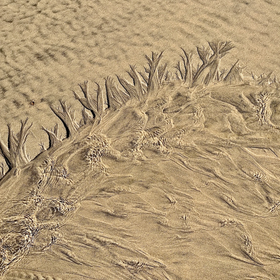 Chimères de sable
