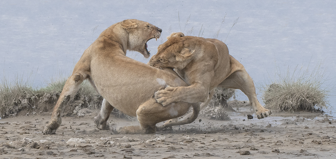 Lion Fight