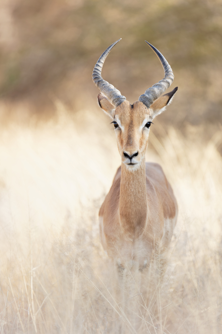Portrait of an impala