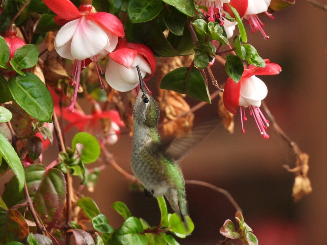 Anna’s Hummingbird 