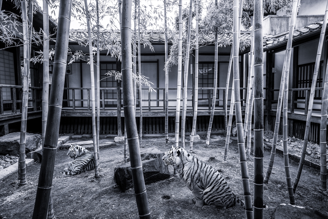 The tiger lives in the bamboo forests a thousand miles away