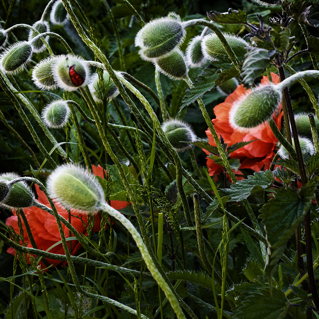 Buds of poppies