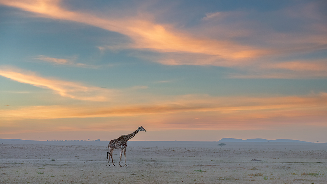 Giraffe at Masai Mara Sunrise Time