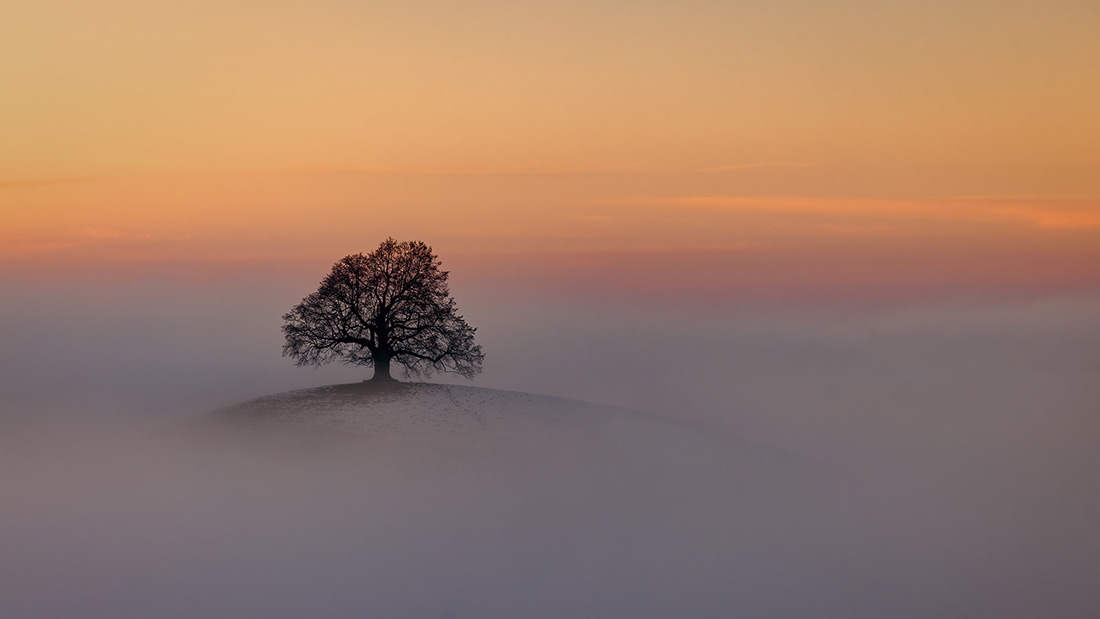 LONELY TREE IN THE FOG