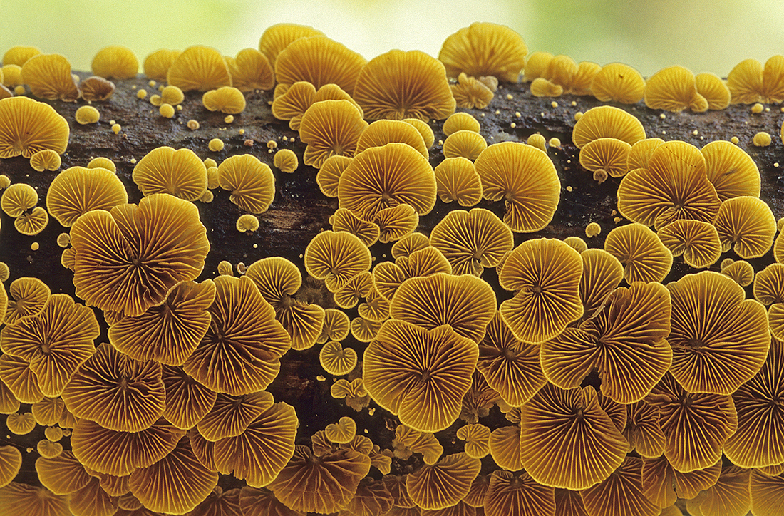 Fungus Horizon