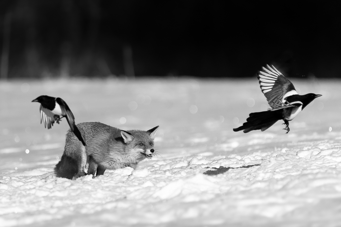 Wildlife in the snow