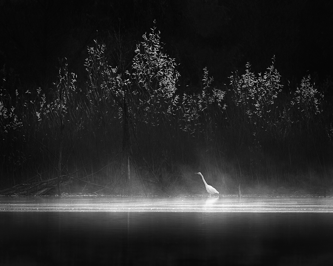 Egret On The Lake