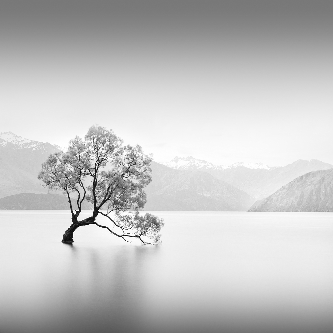 That Wanaka Tree, New Zealand, 2018