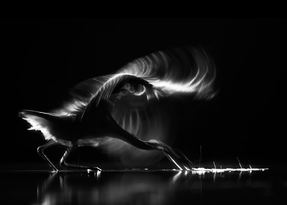 Grey Heron at night and backlight